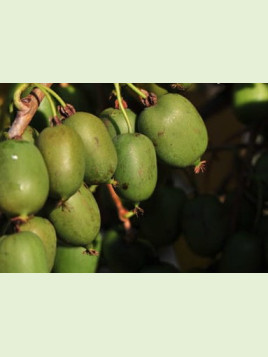 Actinidia arguta 'Lucy' / Kiwaï / femelle