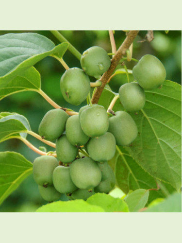 Actinidia arguta 'Jumbo' / Kiwaï / femelle