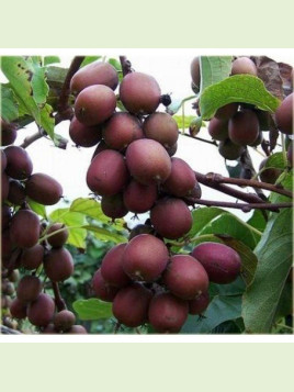 Actinidia arguta 'Ken's red' / Kiwaï / femelle