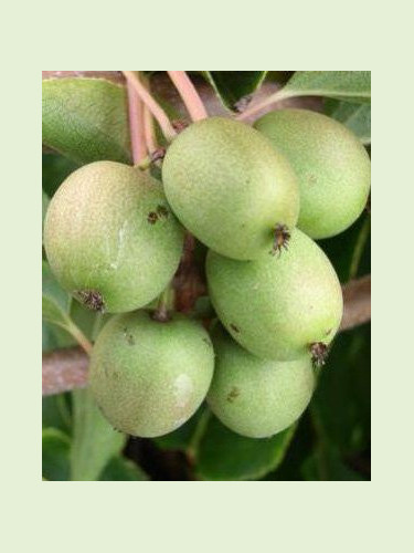 Actinidia arguta 'Rogow' / Kiwaï / femelle