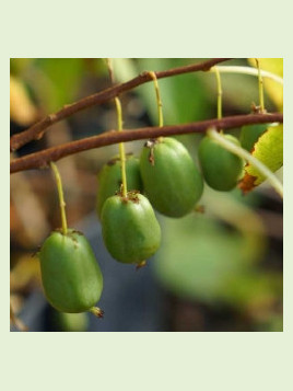 Actinidia arguta 'Vitikiwi®' / Kiwaï / autofertile