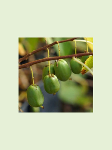 Actinidia arguta 'Vitikiwi®' / Kiwaï / autofertile