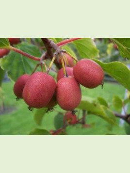 Kiwaï actinidia arguta bayern (femelle)