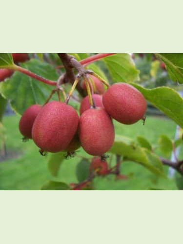 Kiwaï actinidia arguta bayern (femelle)