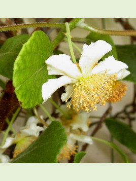 Kiwi jaune Actinidia deliciosa belen (Mâle)