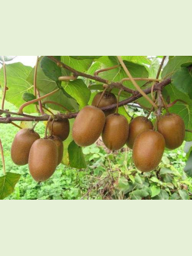 Kiwi Actinidia deliciosa Boskoop (autofertile)