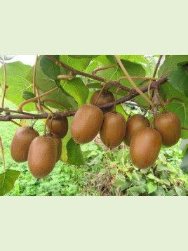 Actinidia chinensis 'Hayward' / Kiwi / femelle