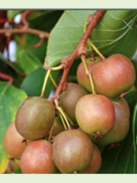 Actinidia arguta 'Geneva' / Kiwaï / femelle