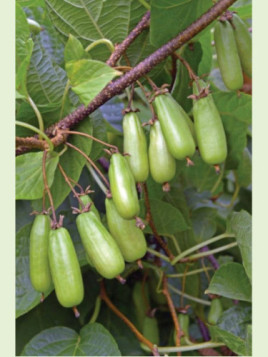 Actinidia kolomikta 'Sentyabrskaya' / Kiwaï / femelle