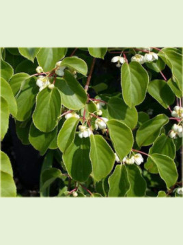 Actinidia arguta  'Weikii' / Kiwaï  mâle