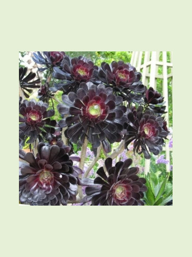 Aeonium arboreum schwaerzkopf