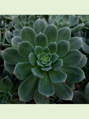 Aeonium haworthii