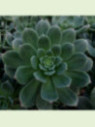 Aeonium haworthii