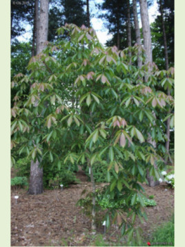 Aesculus wilsonii / Marronnier de Chine