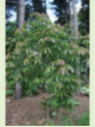 Aesculus wilsonii / Marronnier de Chine