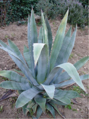 Agave Americana