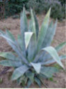 Agave Americana