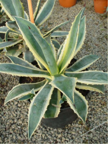 Agave americana 'Variegata'