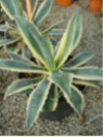 Agave americana 'Variegata'