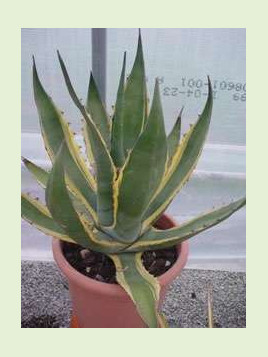 Agave americana 'Variegata'