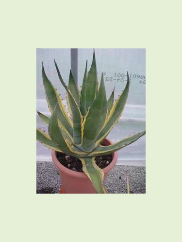 Agave americana 'Variegata'