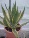 Agave americana 'Variegata'