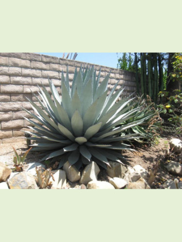 Agave applanata