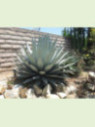 Agave applanata