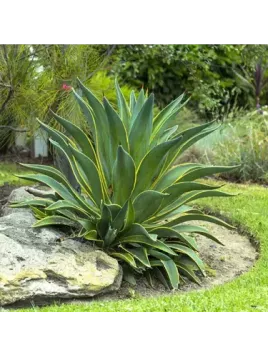 Agave desmettiana 'Variegata'