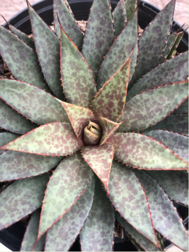 Agave manfredi bloodspot