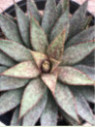 Agave manfredi bloodspot