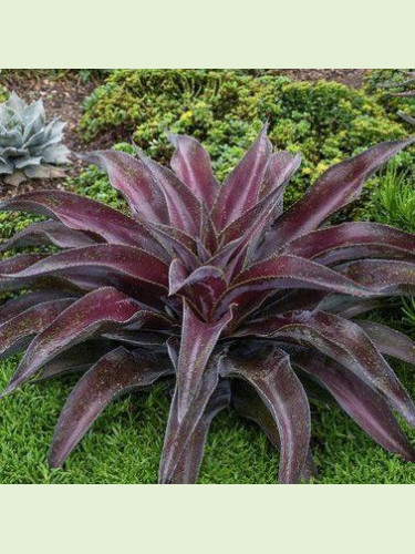 Agave manfredii purple passion (Mangave)