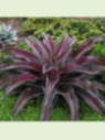 Agave manfredii purple passion (Mangave)