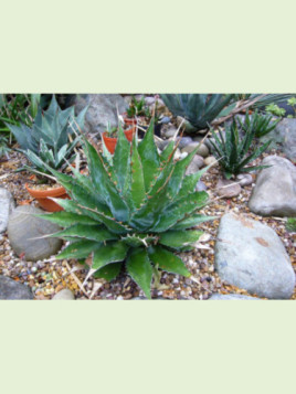 Agave montana