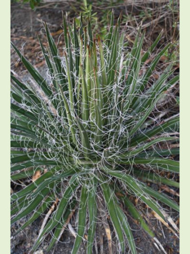 Agave multifilifera