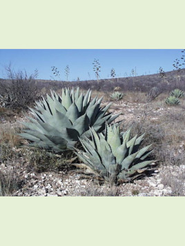 Agave ovatifolia