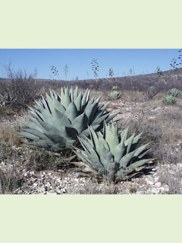 Agave ovatifolia