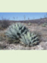 Agave ovatifolia