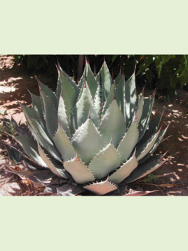 Agave palmeri