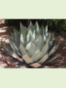 Agave palmeri