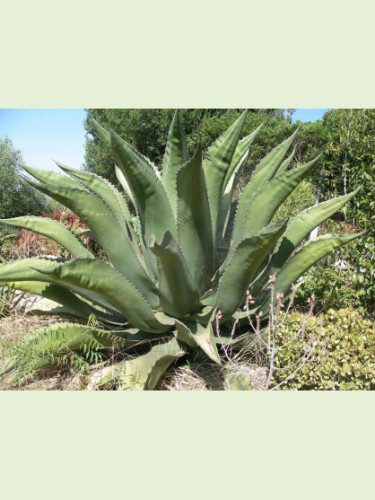 Agave salmiana