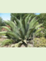 Agave salmiana