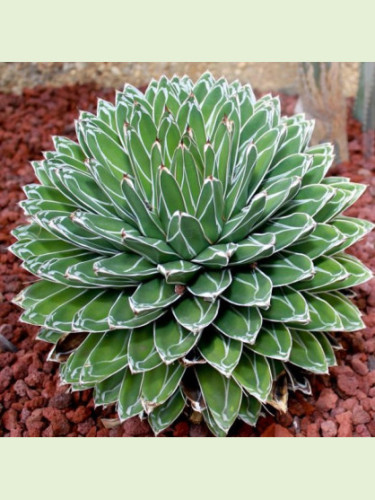 Agave victoria-reginae