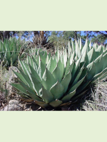 Agave parryi