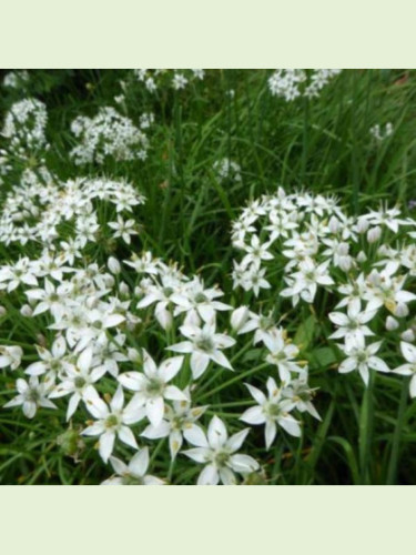 Allium tuberosum / Ciboule de chine