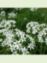 Allium tuberosum / Ciboule de chine