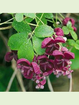 Akebia quinata / Akébie / Vigne chocolat