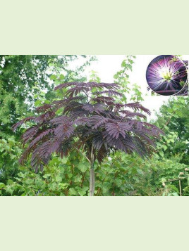 Albizia 'Summer chocolate'