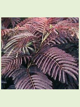 Albizia 'Summer chocolate'