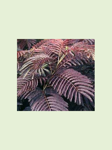 Albizia 'Summer chocolate'